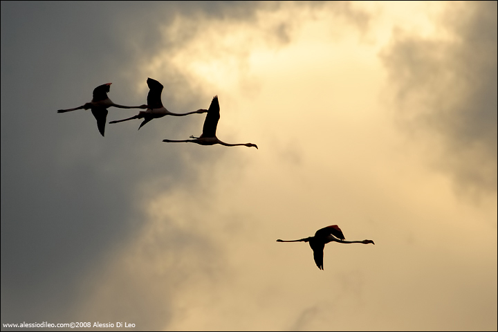 Fenicotteri rosa [Phoenicopterus roseus] - Comacchio