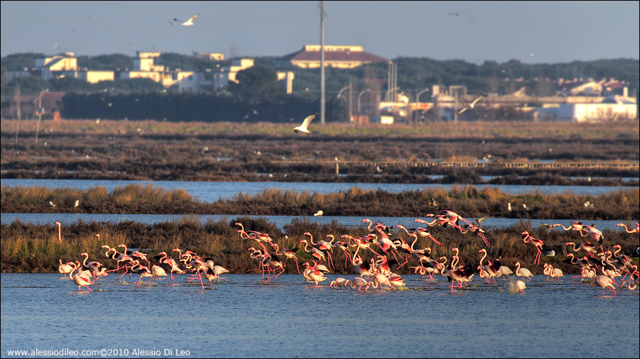Fenicotteri rosa [Phoenicopterus roseus] - Comacchio