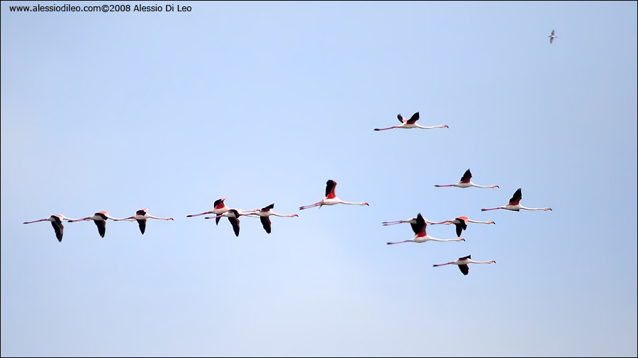 Fenicotteri rosa [Phoenicopterus roseus] - Comacchio