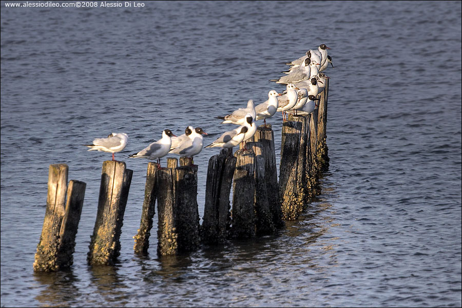 Gabbiani comuni [Larus ridibundus] - Comacchio