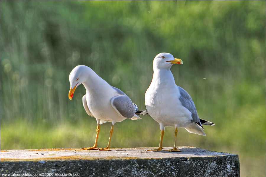 Gabbiano reale [Larus michahellis]