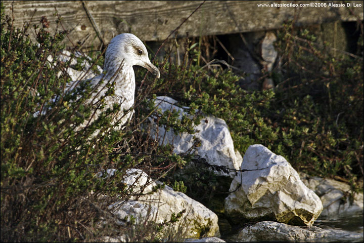 Gabbiano reale [Larus michahellis] - Comacchio