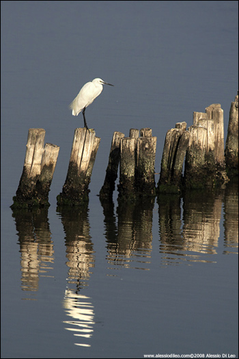 Garzetta [Egretta garzetta] - Comacchio
