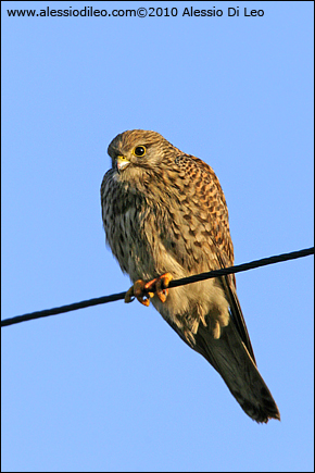 Gheppio femmina [Falco tinnunculus]