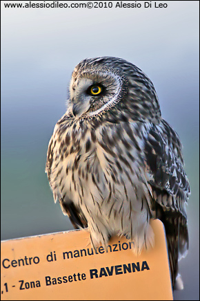 Gufo di palude [Asio flammeus]