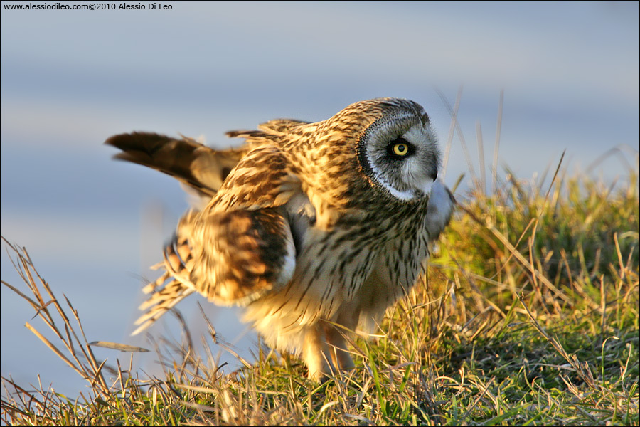 Gufo di palude [Asio flammeus]