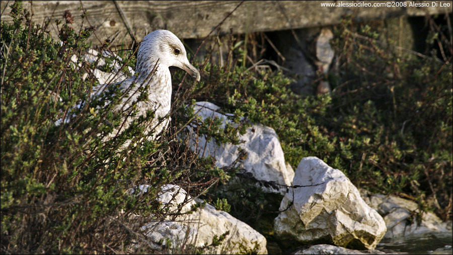 Gabbiano reale [Larus michahellis] - Comacchio