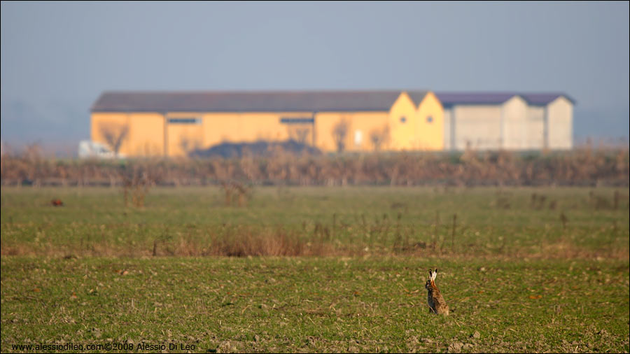 Lepre comune [lepus europaeus] - Mezzano