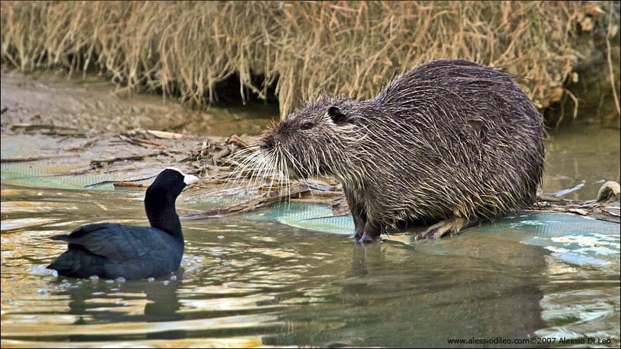 Folaga [Fulica atra] e nutria [Myocastor coypus] - Mezzano