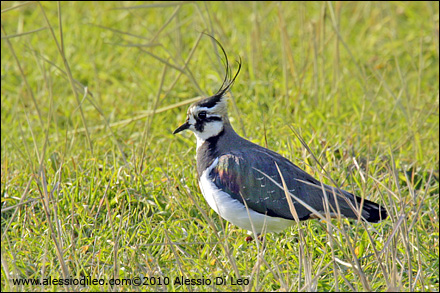 Pavoncella [Vanellus vanellus]