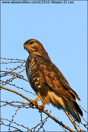 Poiana [Buteo buteo]