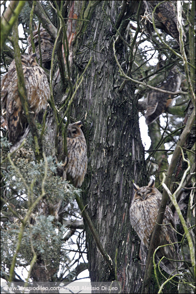 Roost di gufi comuni