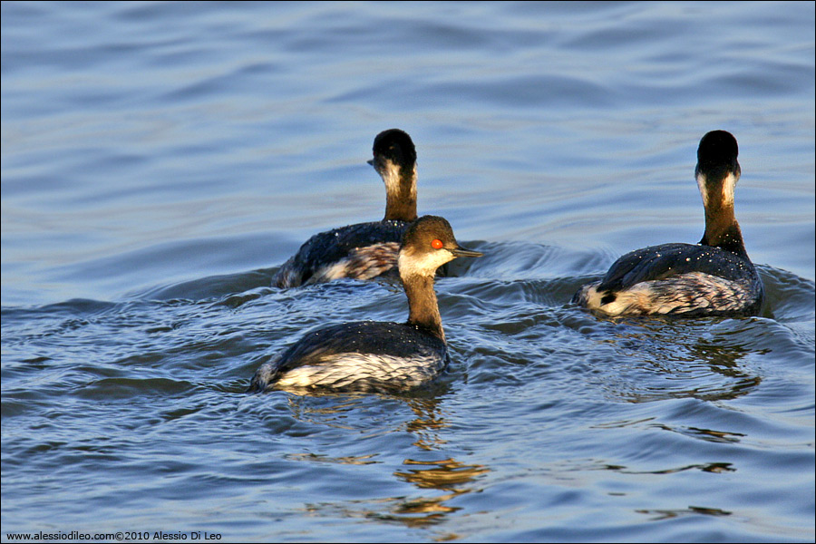 Svasso piccolo [Podiceps nigricollis]