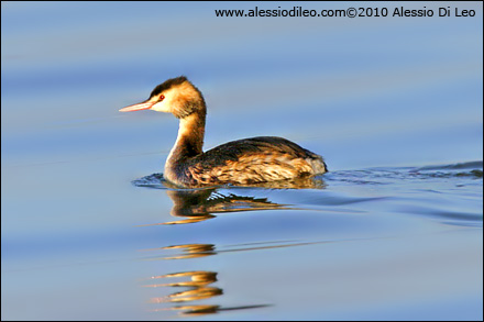 Svasso maggiore [Podiceps cristatus]