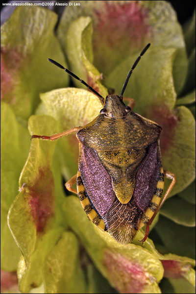 Dolycoris baccarum