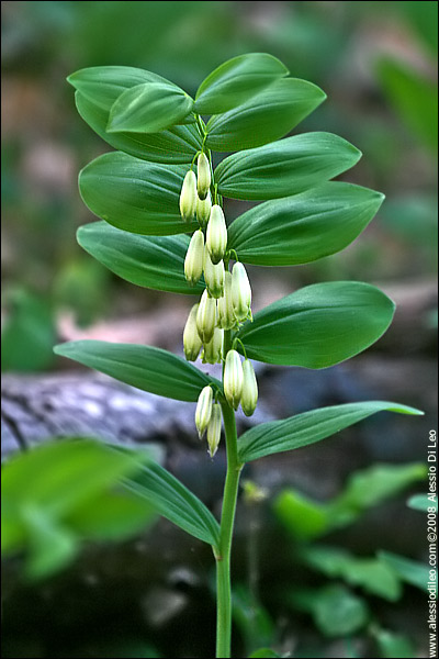 Sigillo di Salomone [Polygonatum multiflorum]