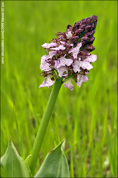 Orchis purpurea