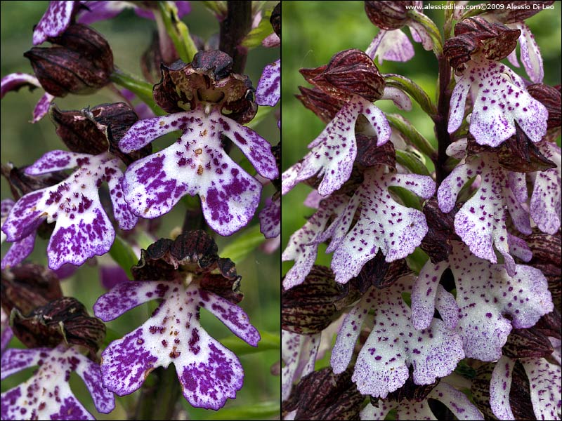 Orchis purpurea