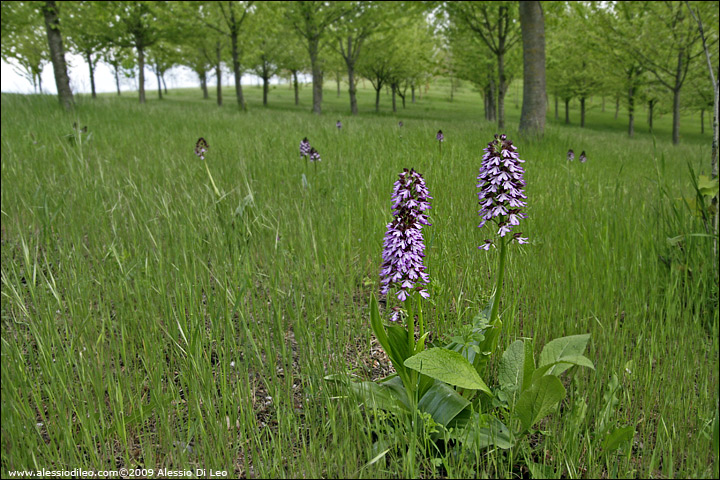 Orchis purpurea