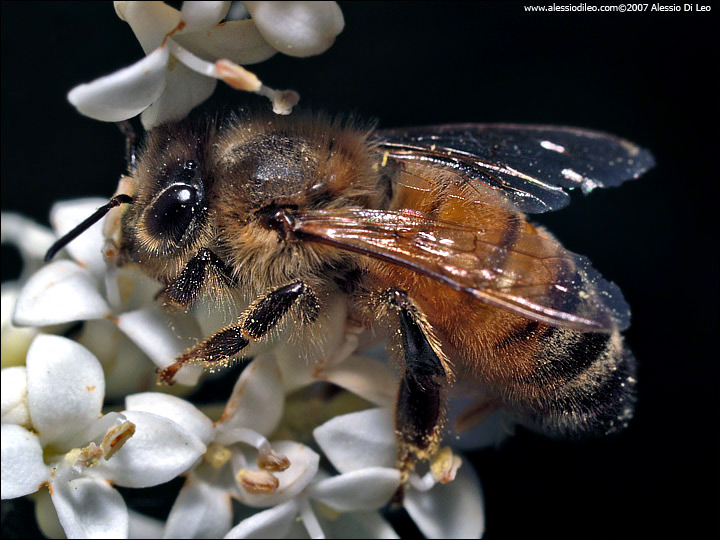 Apis mellifera