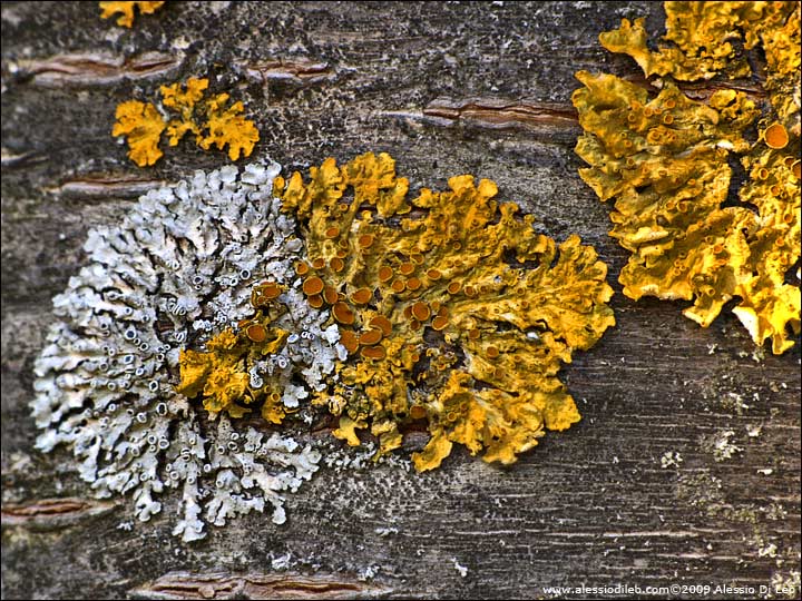 Xanthoria parietina