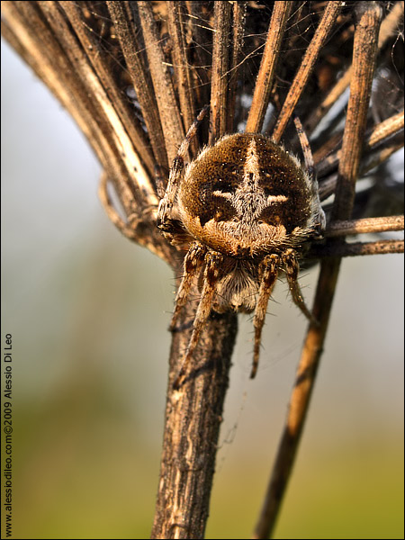 Agalenatea redii