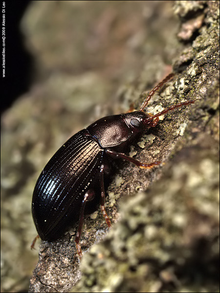 Tenebrionidae Nalassus