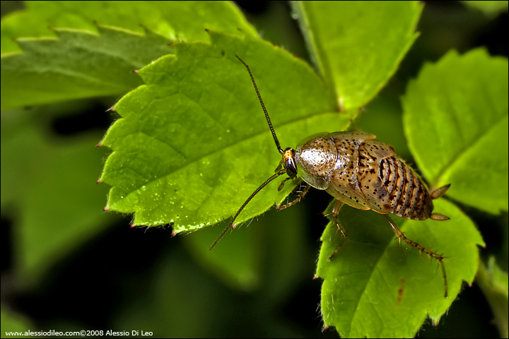 Blattelidae sp