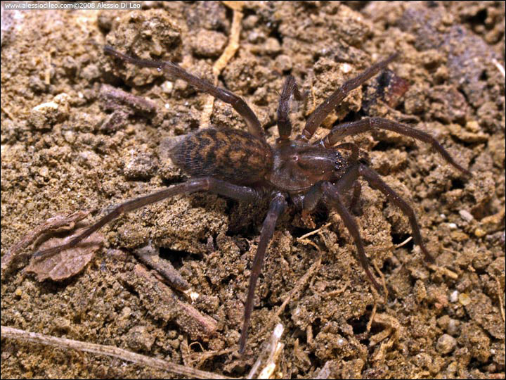 Tegenaria sp