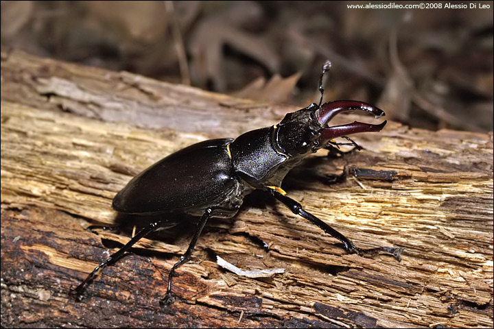 Cervo volante [Lucanus cervus]