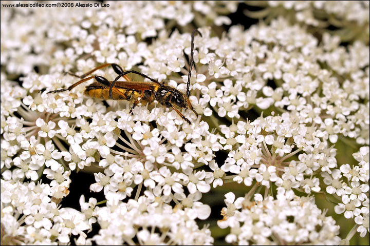 Stenopterus ater