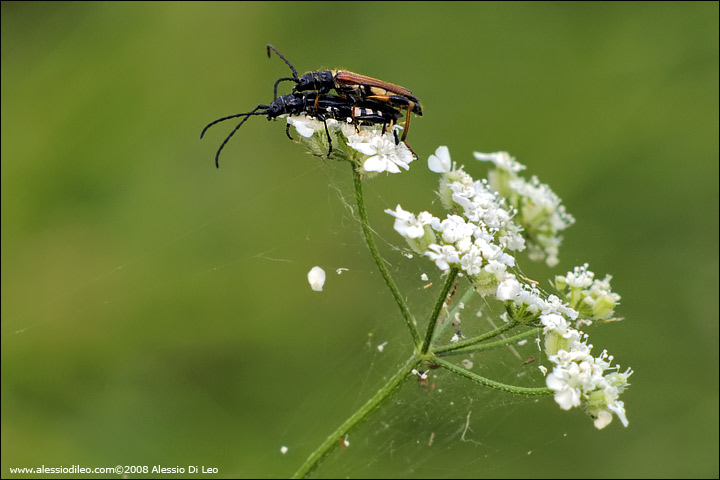 Stenopterus ater