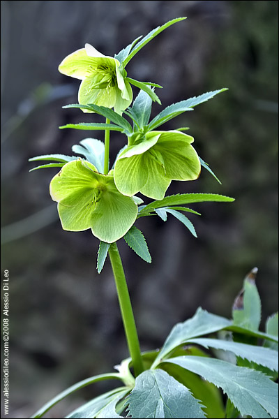 Helleboro [Helleborus foetidus]