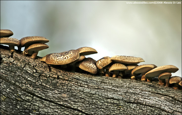 Polyporus arcularius su ramo di cerro