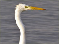 Airone bianco maggiore [Casmerodius alba]