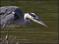 Airone cenerino [Ardea cinerea]