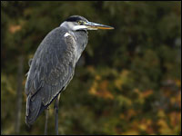 Airone cenerino [Ardea cinerea]