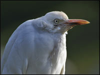 Airone guardabuoi [Bubulcus ibis]