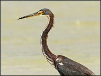 Airone della Luisiana [Egretta tricolor]