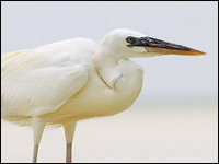 Airone schistaceo [Egretta gularis]