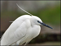 Garzetta [Egretta garzetta]