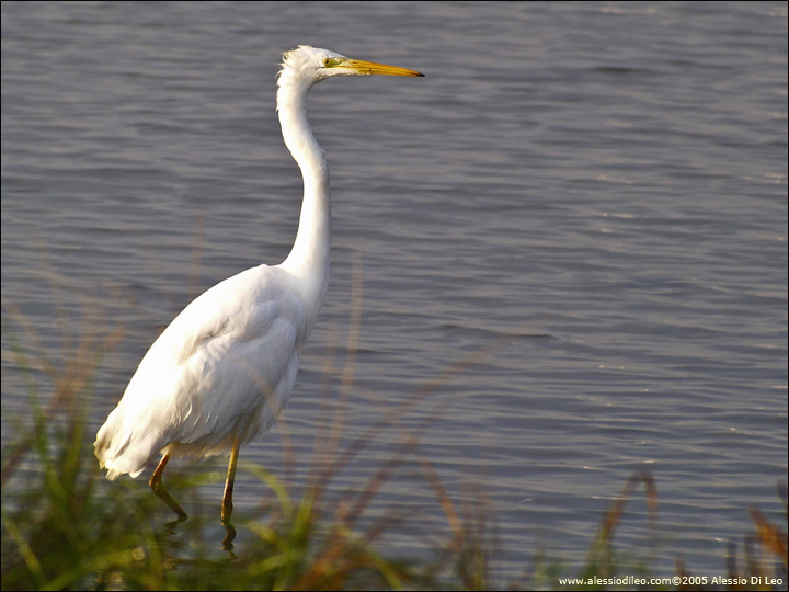 Airone bianco maggiore [Casmerodius alba]