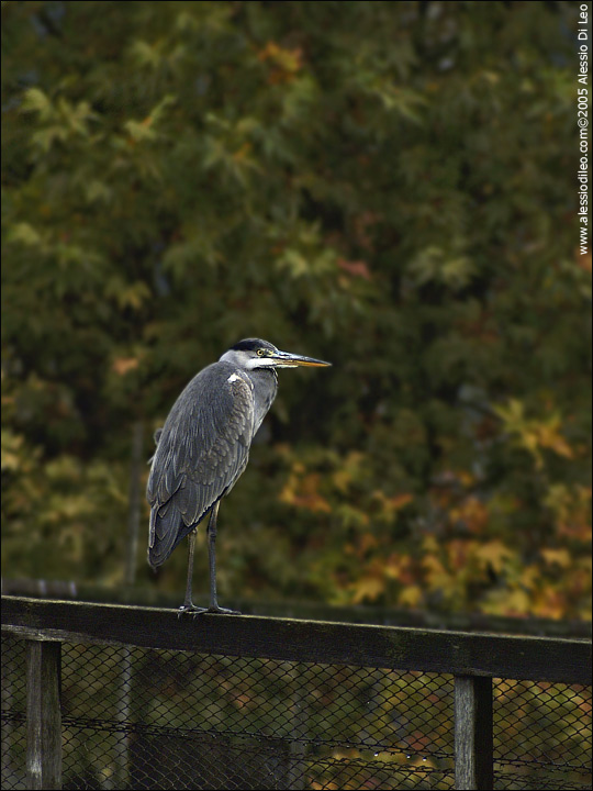 Airone cenerino [Ardea cinerea]