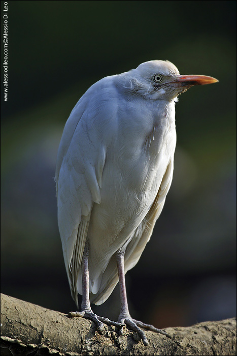 Airone guardabuoi [Bubulcus ibis]