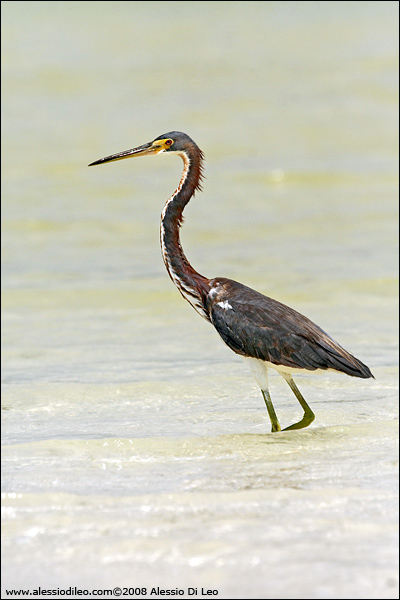 Airone della Luisiana [Egretta tricolor]