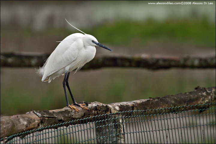 Garzetta [Egretta garzetta]