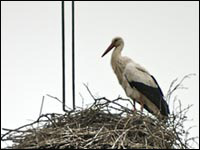 Cicogna bianca [Ciconia ciconia]