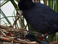 Folaga [Fulicata atra]