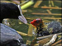 Folaga [Fulicata atra]