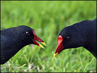 Gallinella d'acqua [Gallinula chloropus]